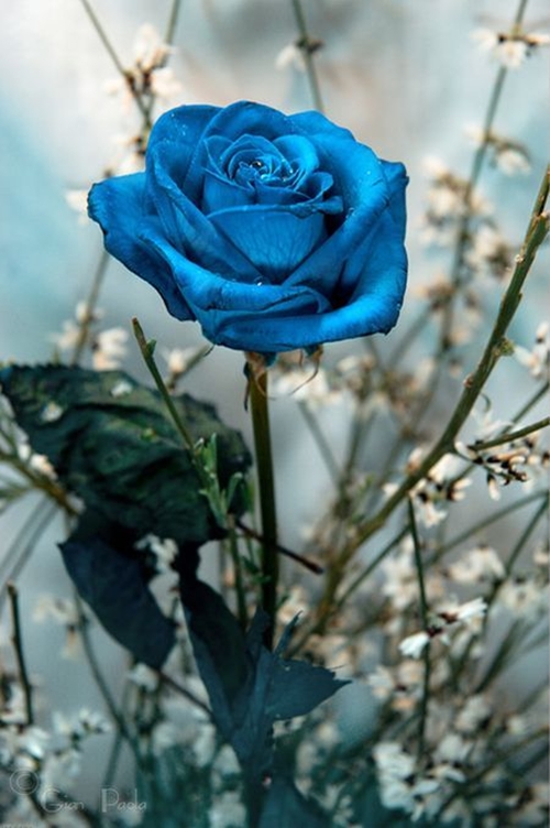 Những bông hồng màu xanh